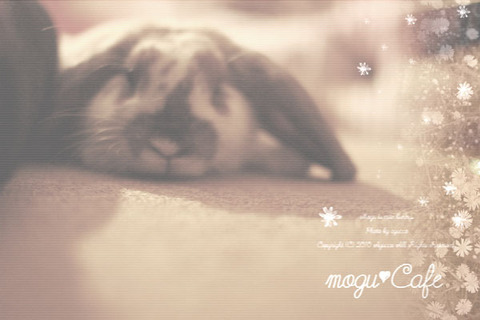 mogu50