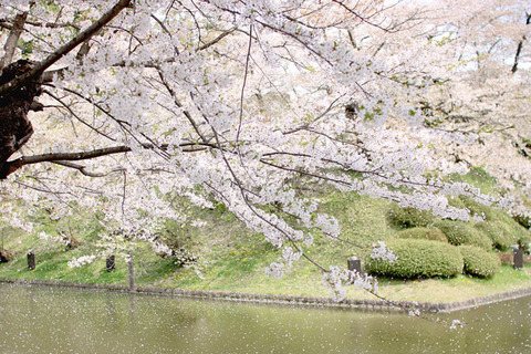 sakura06