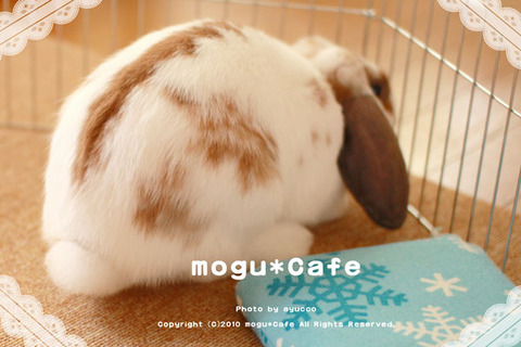 mogu23