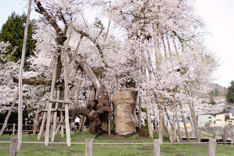 sakura11