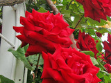 200807184255_4