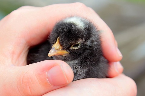 chicks-1427397_640