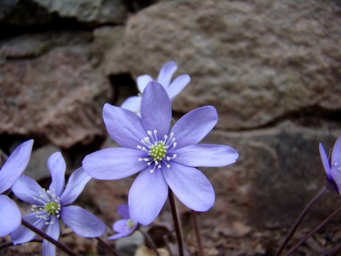 blue-anemone-703176_640