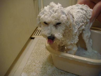 shampoo