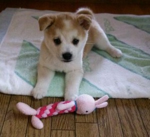 yuki