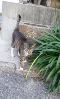 にゃんこ