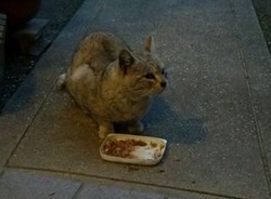 にゃんこ3