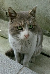 にゃんこ1