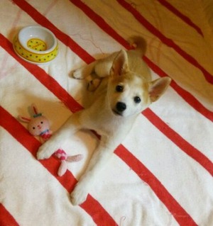 ゆき