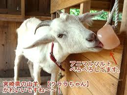 yjimage (1)