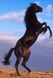 images (15)