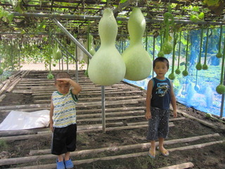 天然】巨大ひょうたん！ : 藤倉商店三代目の店長日記