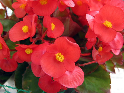 2月6日の誕生花 四季咲きベゴニアの花言葉 しあわせ カムとキクタンの大満足時代