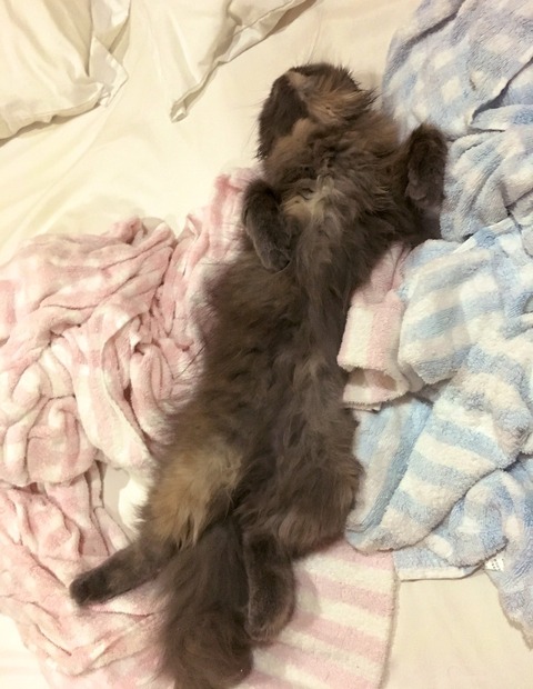 ポム寝
