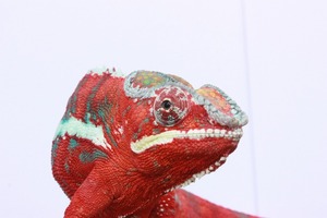 IMG_6105_ks