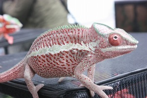 IMG_6155_ks