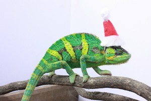 IMG_6123_ks
