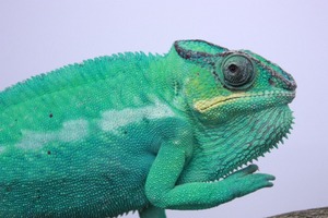 IMG_6089_ks