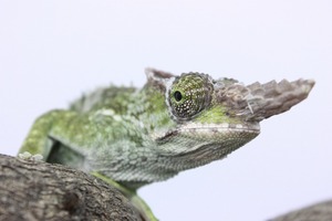 IMG_6179_ks
