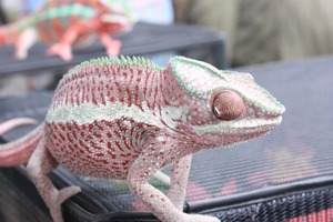 IMG_6153_ks