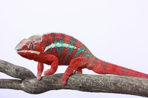 IMG_6108_ks
