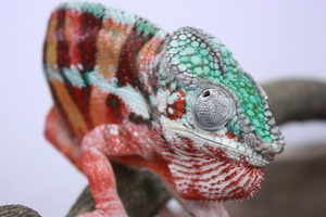 IMG_6205_ks