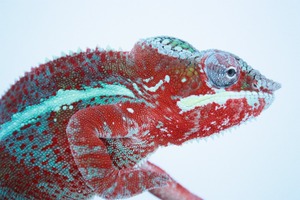 IMG_6039_ks