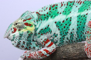 IMG_6133_ks