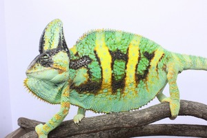 IMG_6114_ks