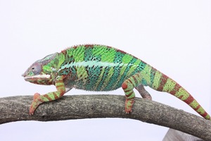 IMG_6070_ks