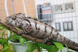 IMG_7812_ks