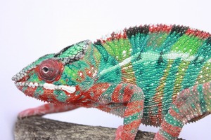 IMG_6066_ks