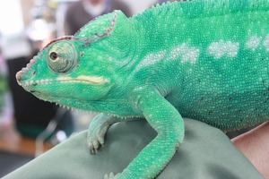 IMG_6145_ks
