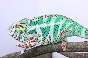 IMG_6126_ks