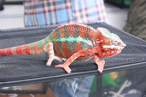 IMG_6156_ks