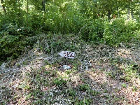 CIMG6083
