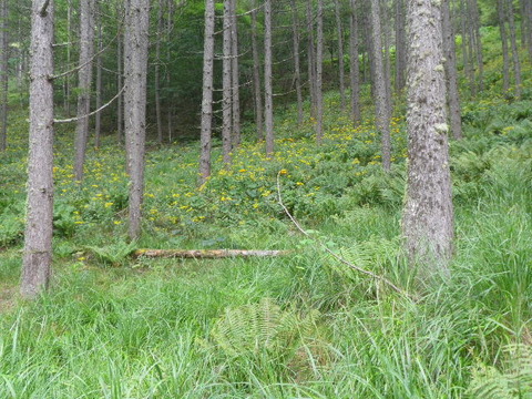IMGP7067