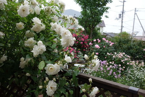 DSC00433