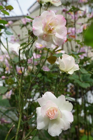 DSC00106-3