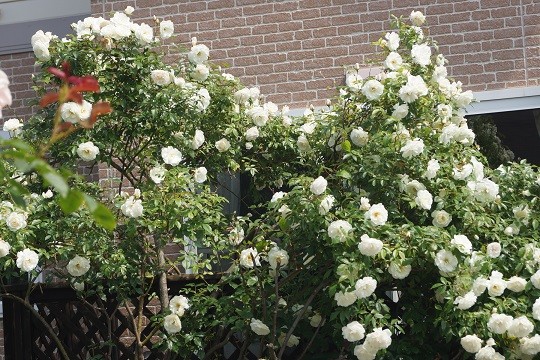 DSC03360-2
