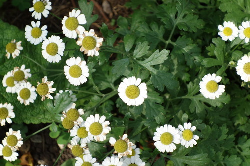 DSC05509