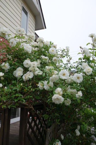 DSC00469