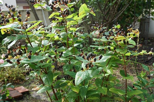 DSC00113-3