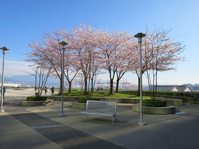 vancouver-granville-square-cherry-blossoms-waterfront-station