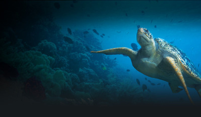 vanaqua-homepage-after-hours-tropical-turtle
