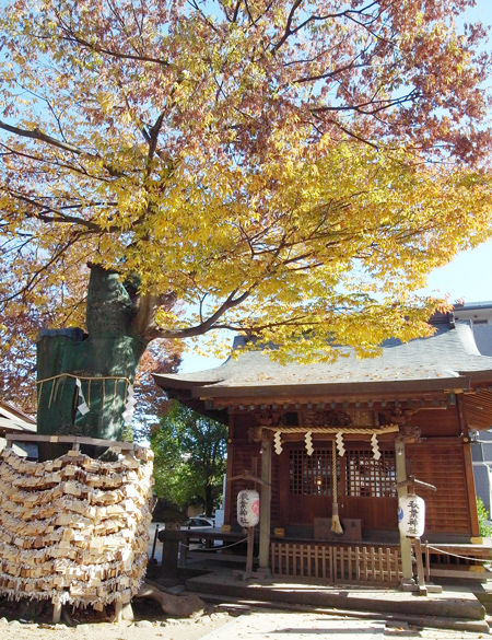 松戸神社5