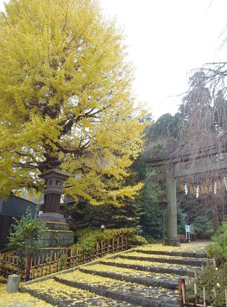 大崎八幡宮8