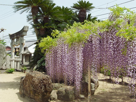 長谷寺・藤