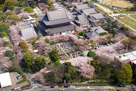 増上寺・桜