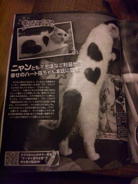 ♥ちゃんねこ様♥ ごつい